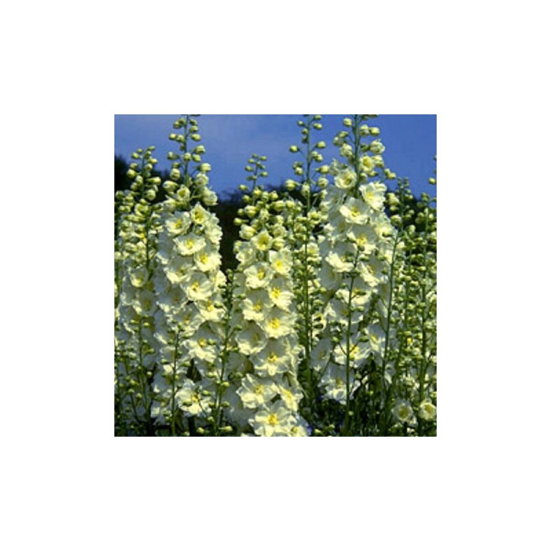 Delfīnija "Sungleam" /delphinium ela./ - C3 kont.