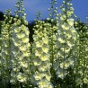 Delfīnija "Sungleam" /delphinium ela./ - C1.5 kont. - JŪNIJS