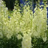 Delfīnija "Sungleam" /delphinium ela./ - C3 kont.