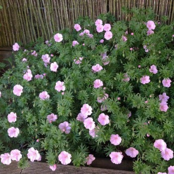Gandrene, asinssārtā "Apfelblüte" /geranium sang./ - P11 kont.