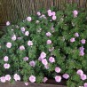 Gandrene, asinssārtā "Apfelblüte" /geranium sang./ - P11 kont.
