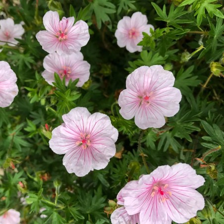 Gandrene, asinssārtā "Apfelblüte" /geranium sang./ - P11 kont. - JŪNIJS