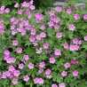 Gandrene, asinssārtā "Elke" /geranium sang./ - P11 kont.