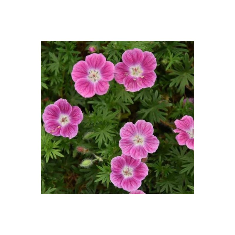Gandrene, asinssārtā "Elke" /geranium sang./ - P11 kont.