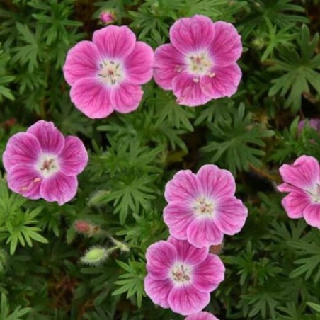 Gandrene, asinssārtā "Elke" /geranium sang./ - P11 kont.