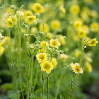 Bitene "Banana Daiquiri" /geum/ - P13 kont.