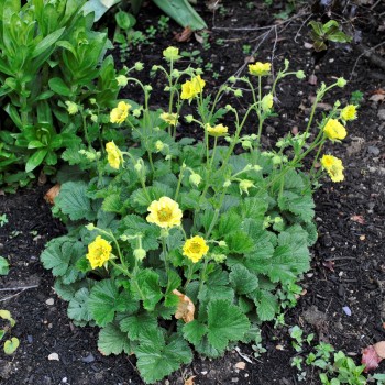 copy of Rasaskrēsliņš, mīkstais /Alchemilla mollis/ - P9 kont.