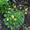 Bitene "Banana Daiquiri" /geum/ - P13 kont.
