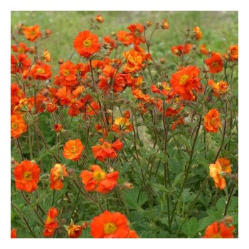 Bitene "Fire Opal" /geum/ - P13 kont.