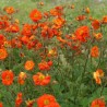 Bitene "Fire Opal" /geum/ - P13 kont.
