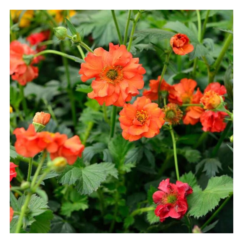 Bitene "Fire Opal" /geum/ - P13 kont.