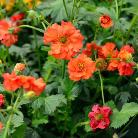 copy of Rasaskrēsliņš, mīkstais /Alchemilla mollis/ - P9 kont.