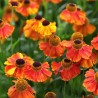 Helēnija "Sahin's Early Flowerer" /helenium/ - C1 kont.