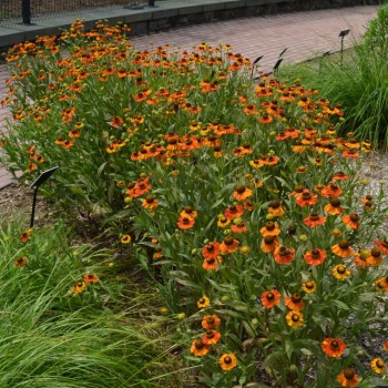 Helēnija "Sahin's Early Flowerer" /helenium/ - C1 kont.