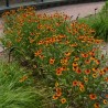 Helēnija "Sahin's Early Flowerer" /helenium/ - C1 kont.