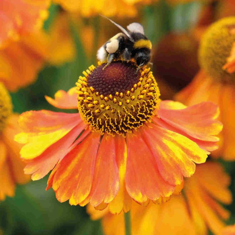 Helēnija "Sahin's Early Flowerer" /helenium/ - C1 kont. - JŪNIJS