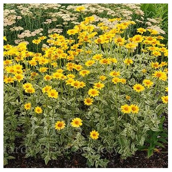 Saulesactiņa "Loraine Sunshine" /heliopsis/ - C1.5 kont. - JŪNIJS