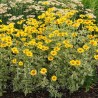 Saulesactiņa "Loraine Sunshine" /heliopsis/ - C1.5 kont.