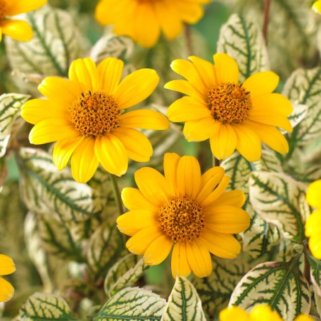 Saulesactiņa "Loraine Sunshine" /heliopsis/ - C1.5 kont.