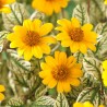 Saulesactiņa "Loraine Sunshine" /heliopsis/ - C1.5 kont.