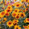 Saulesactiņa "Burning hearts" /heliopsis/ - C1.5 kont.