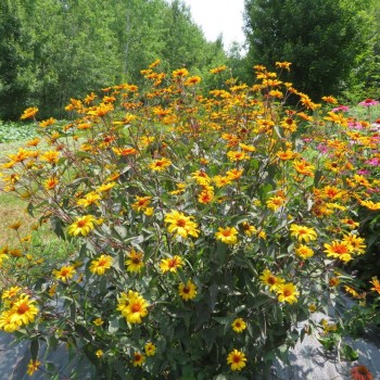 Saulesactiņa "Burning hearts" /heliopsis/ - C1.5 kont.