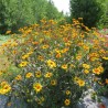 Saulesactiņa "Burning hearts" /heliopsis/ - C1.5 kont.