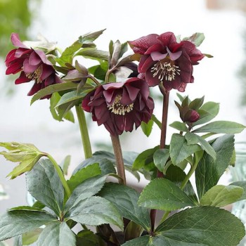 Roze, sniega (ziemziede) "Double El. Purple" /Helleborus/ - C1 kont.