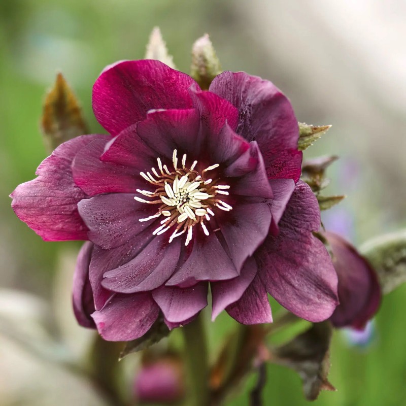 Roze, sniega (ziemziede) "Double El. Purple" /Helleborus/ - C1 kont. - JŪNIJS
