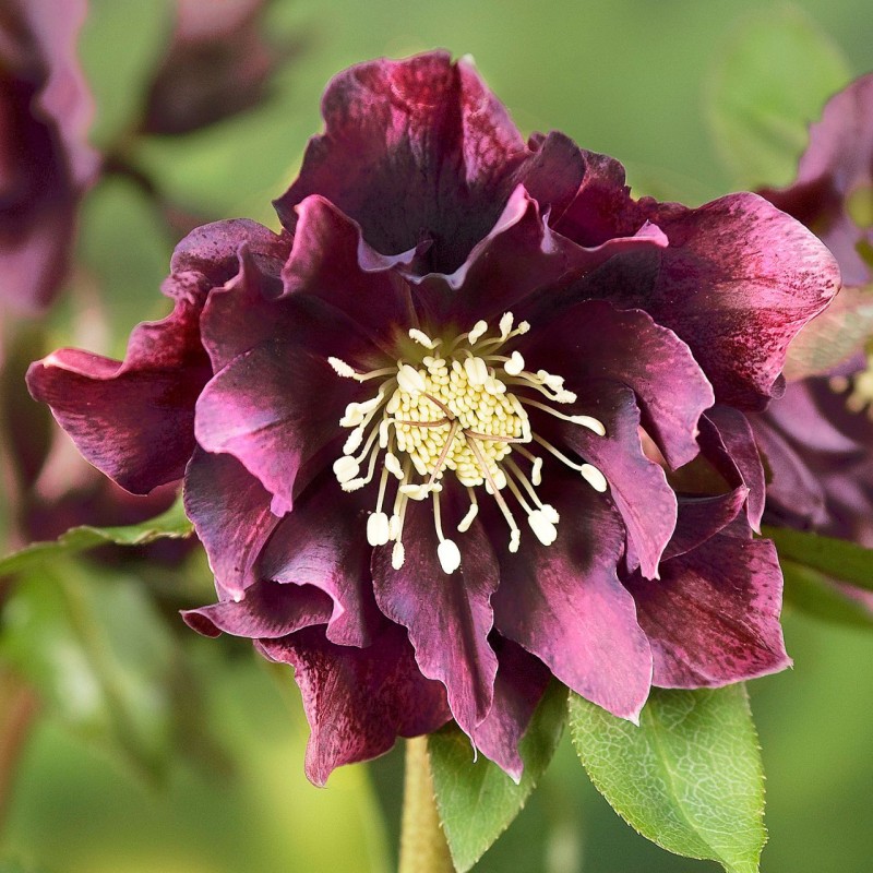 Roze, sniega (ziemziede) "Double El. Red" /Helleborus/ - C1 kont. - JŪNIJS