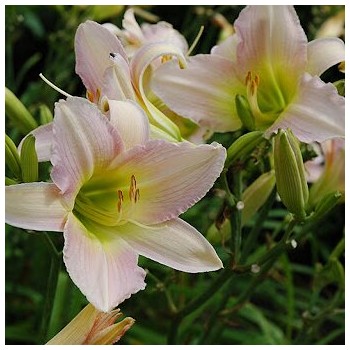 Dienziede, dienlillija...