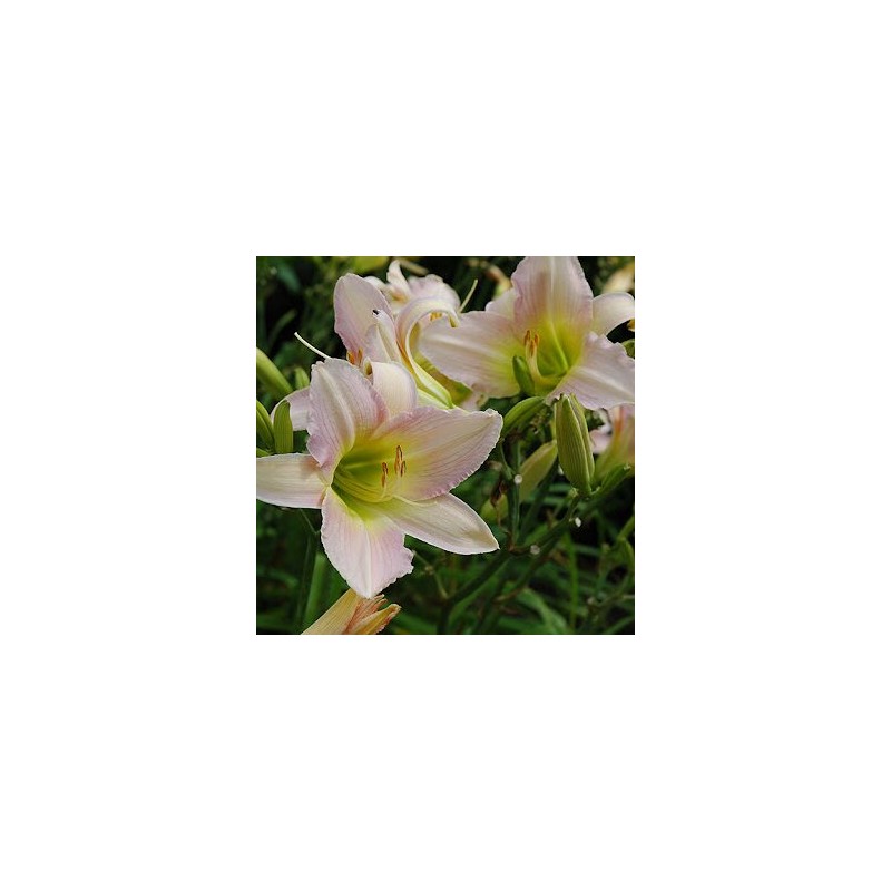 Dienziede, dienlillija "Catherine Woodbury" /hemerocallis/ - C1 kont.
