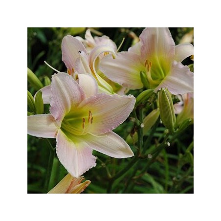 Dienziede, dienlillija "Catherine Woodbury" /hemerocallis/ - C1 kont. - JŪNIJS