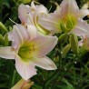 Dienziede, dienlillija "Catherine Woodbury" /hemerocallis/ - C1 kont. - JŪNIJS