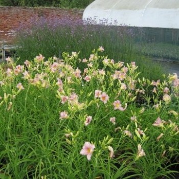 Dienziede, dienlillija "Catherine Woodbury" /hemerocallis/ - C1 kont. - JŪNIJS