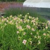 Dienziede, dienlillija "Catherine Woodbury" /hemerocallis/ - C1 kont. - JŪNIJS