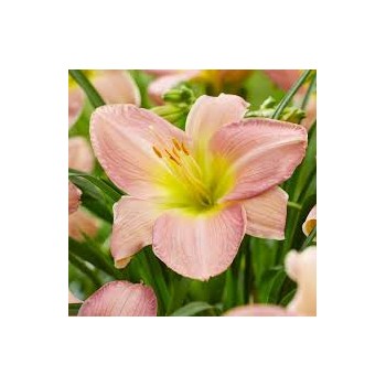 Dienziede, dienlillija "Catherine Woodbury" /hemerocallis/ - C1 kont. - JŪNIJS