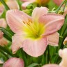 Dienziede, dienlillija "Catherine Woodbury" /hemerocallis/ - C1 kont. - JŪNIJS