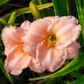 Dienziede, dienlillija "On...