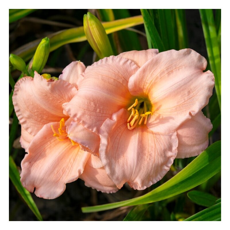 Dienziede, dienlillija "On and on" /hemerocallis/ - C1 kont. - JŪNIJS