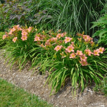 Dienziede, dienlillija "On and on" /hemerocallis/ - C1 kont. - JŪNIJS