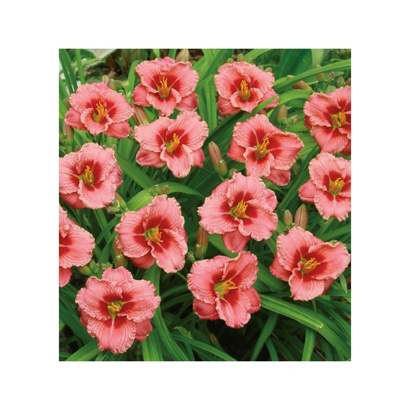 Dienziede, dienlillija "Siloam Ribbon Candy" /hemerocallis/ - C1 kont. - JŪNIJS