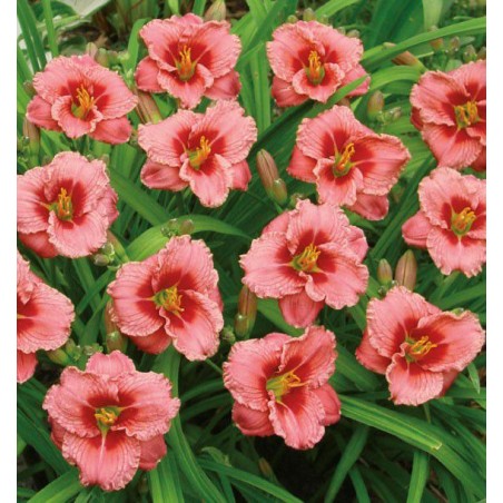 Dienziede, dienlillija "Siloam Ribbon Candy" /hemerocallis/ - C1 kont. - JŪNIJS