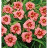 Dienziede, dienlillija "Siloam Ribbon Candy" /hemerocallis/ - C1 kont.