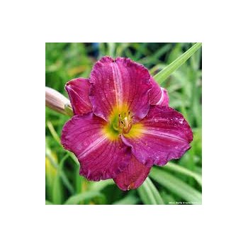 Dienziede, dienlillija "Siloam Royal Prince" /hemerocallis/ - C1 kont. - JŪNIJS