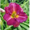 Dienziede, dienlillija "Siloam Royal Prince" /hemerocallis/ - C1 kont. - JŪNIJS