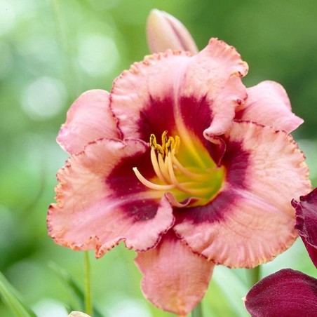 Dienziede, dienlillija "Strawberry Candy" /hemerocallis/ - C1 kont. - JŪNIJS