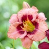 Dienziede, dienlillija "Strawberry Candy" /hemerocallis/ - C1 kont.