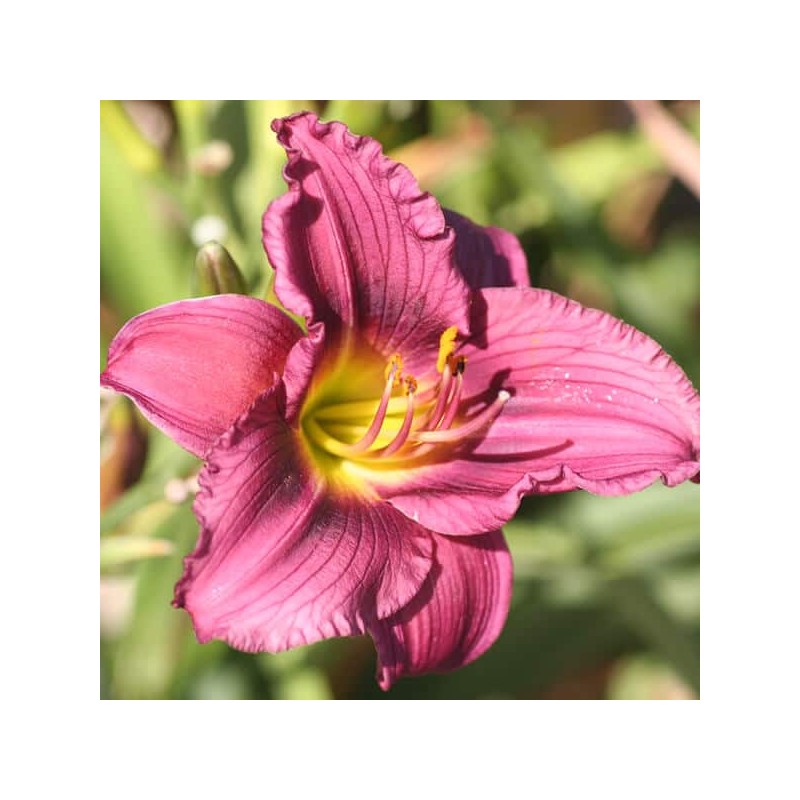 Dienziede, dienlillija "Siloam Royal Prince" /hemerocallis/ - C1 kont. - JŪNIJS