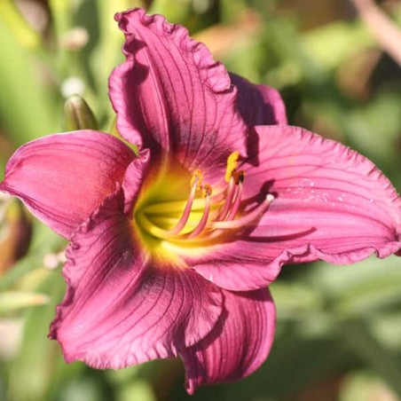 Dienziede, dienlillija "Siloam Royal Prince" /hemerocallis/ - C1 kont.